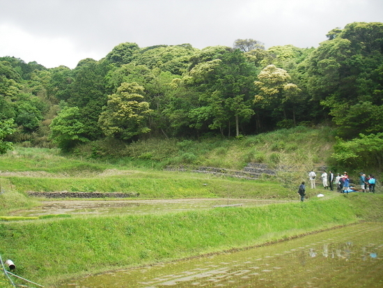 *出雲市本庄町の松浦さん方の田圃