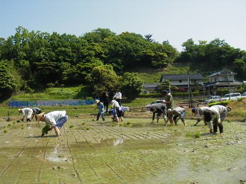 田植え（2008年初夏）