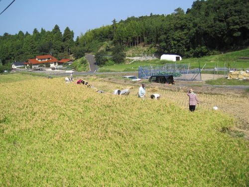 稲刈り（2010年秋）